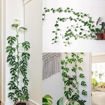 Picture of Plant Climbing Wall Clips