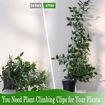 Picture of Plant Climbing Wall Clips