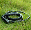 Picture of TZ - Dummy Rubber Snake