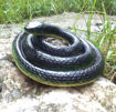 Picture of TZ - Dummy Rubber Snake